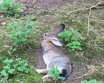 Vacation apartment Himmelsscheibe - KniSi Ranch - Nebra