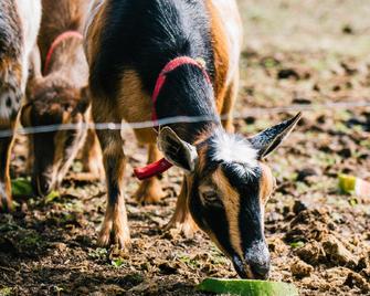 Whispering Birch Bed and Breakfast - Annapolis Royal