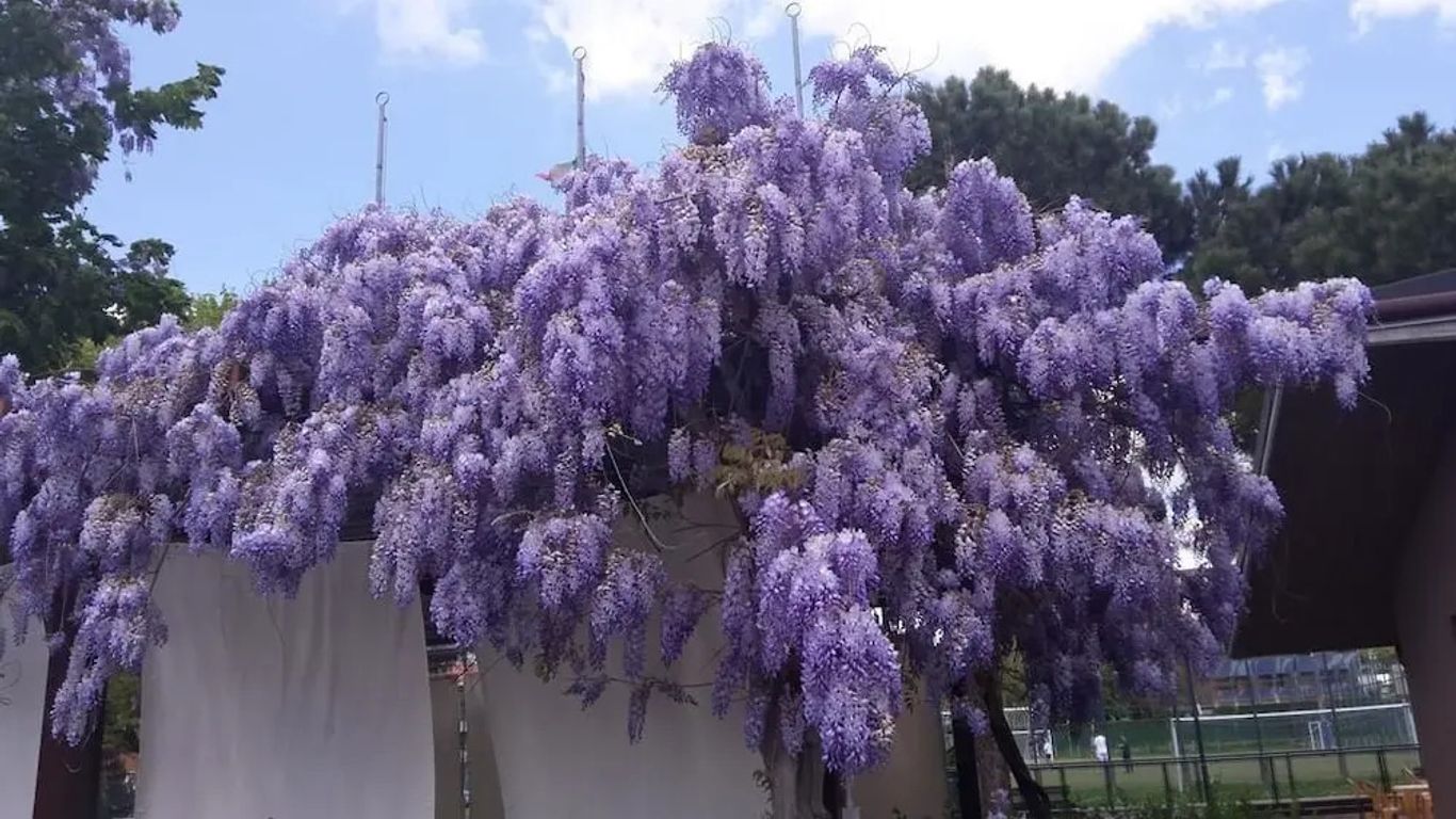 픽시 딕시 & 모세스 말로네