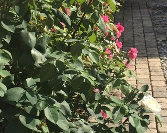 Rose Garden Studio - Giverny - Outdoors view
