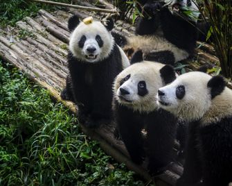 Vienna International Hotel Chengdu Giant Panda Base Ocean Park Hotel - Chengdu