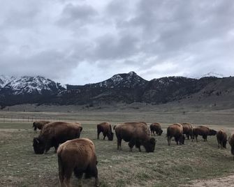 ~New~ Yellowstone Rock Studio - Gardiner