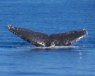 Sanctuary Lakes Fauna Retreat - Urangan