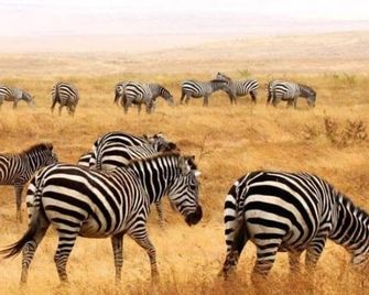 Stc.Safari Lodge - Karatu