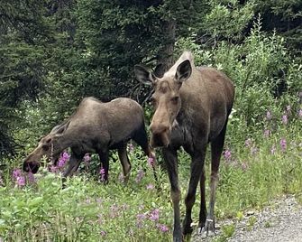 Denali RV Park and Motel - Healy