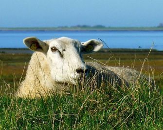 Hotel - Pension Altes Pastorat - Langenhorn
