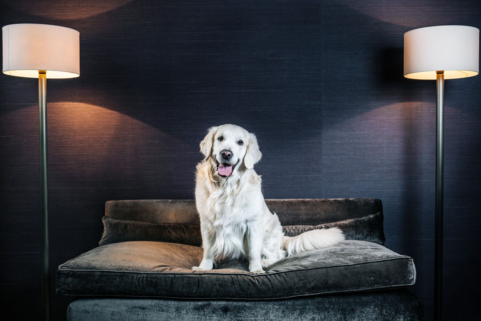 The Emblem Hotel - Prague - Pet friendly