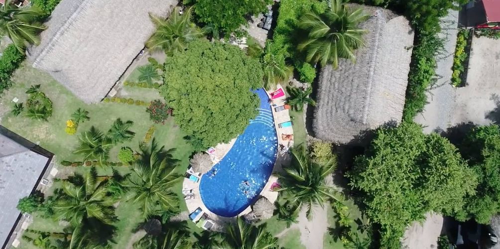 dreamer palomino palomino